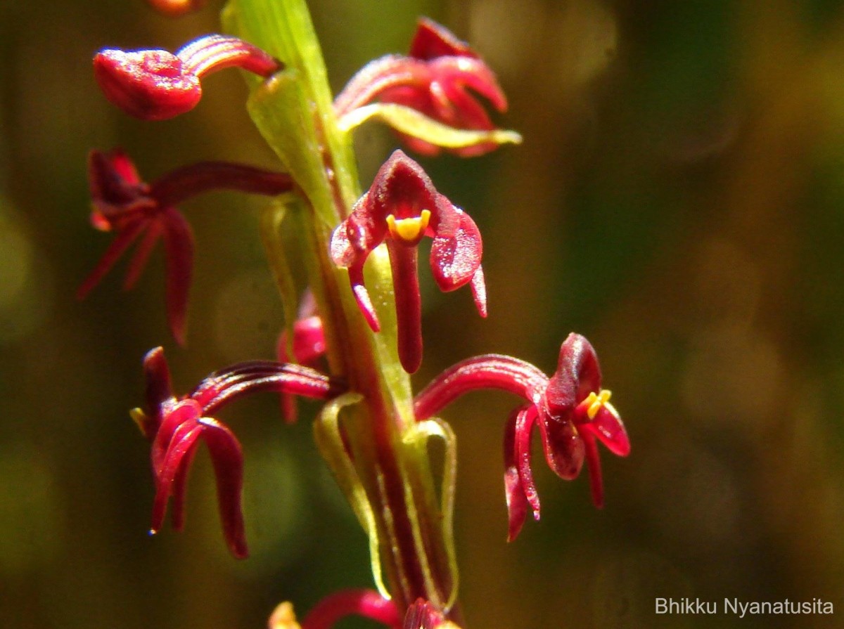 Malaxis discolor (Lindl.) Kuntze